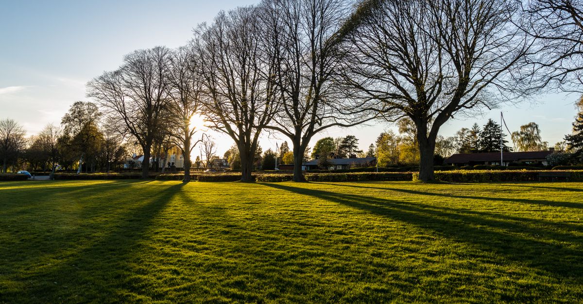 Advanced Tips for Year-Round Lawn Resilience - seasonal care lawn care