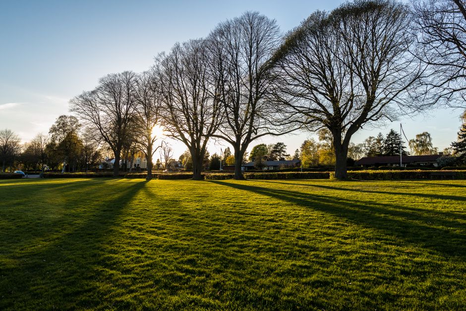 A tranquil park scene with sunlit trees casting long shadows on green grass during a sunny day.