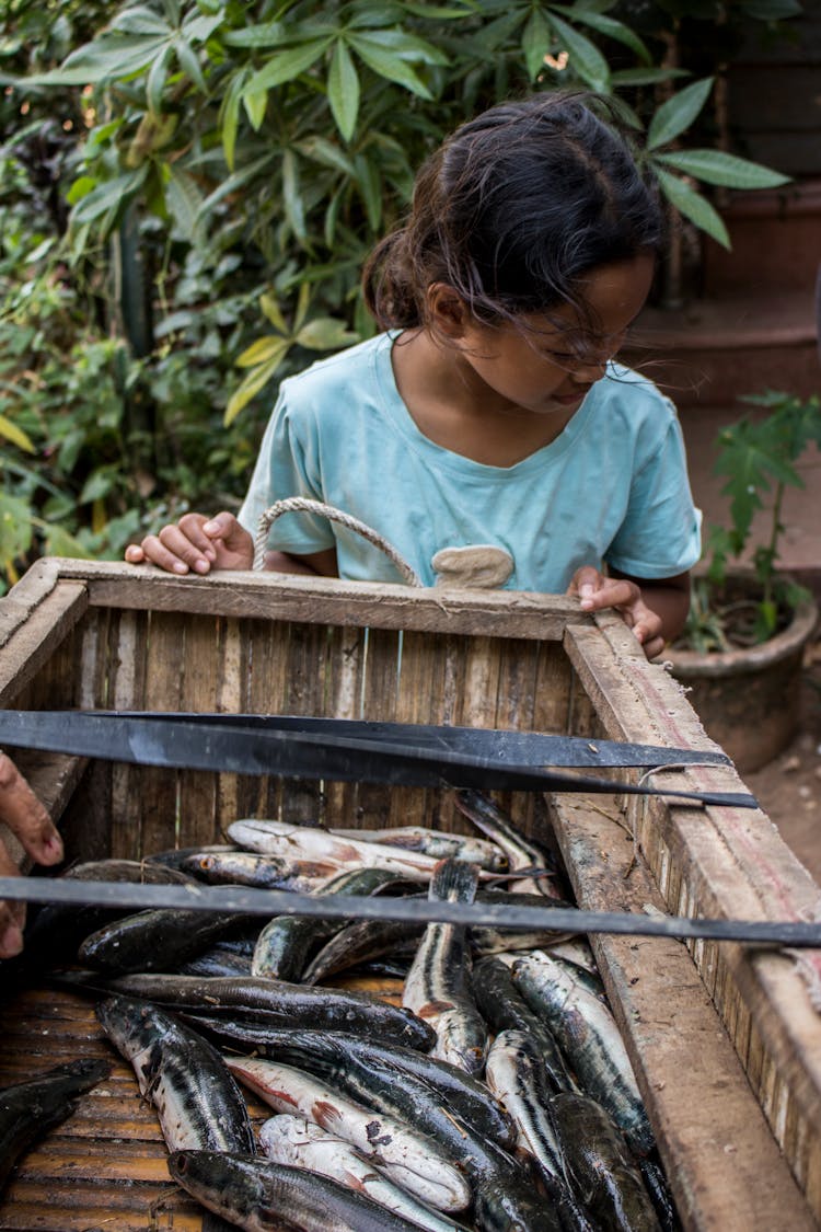 Little Girl Holding A Wooden Box With Fish 