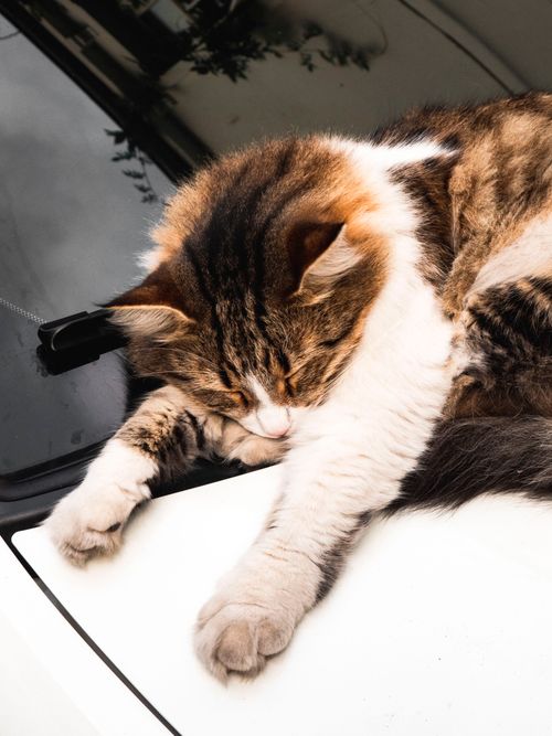 Free Close-up of a fluffy cat peacefully sleeping on a car hood, showcasing tranquility and warmth. Stock Photo