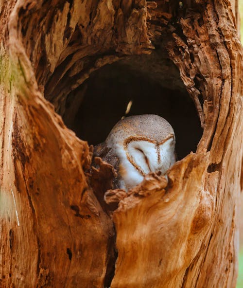 White and Gray Owl in Tree Trunk