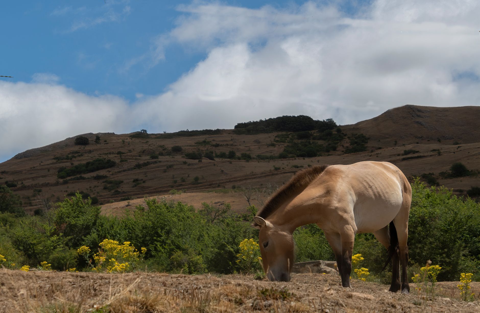 Takhi, il cavallo selvaggio diventato simbolo di restauro in Mongolia