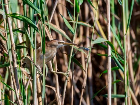 A Stripe-Backed Bittern Biting a Dragonfly