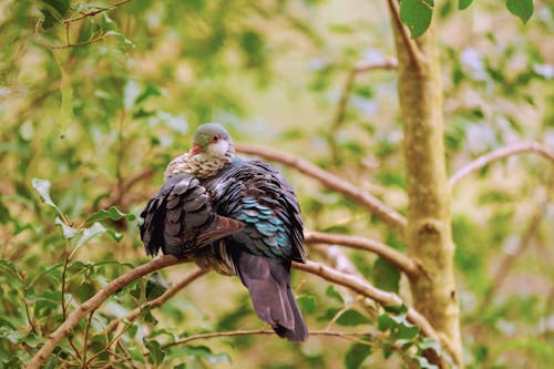 Ücretsiz Ağaç Dalında Gri Ve Kahverengi Kuş Stok Fotoğraflar