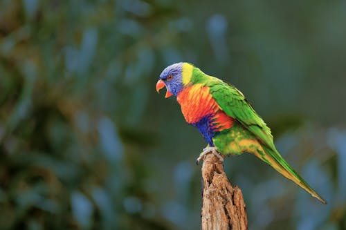 免費 彩虹澳洲鸚鵡的選擇性聚焦攝影 圖庫相片