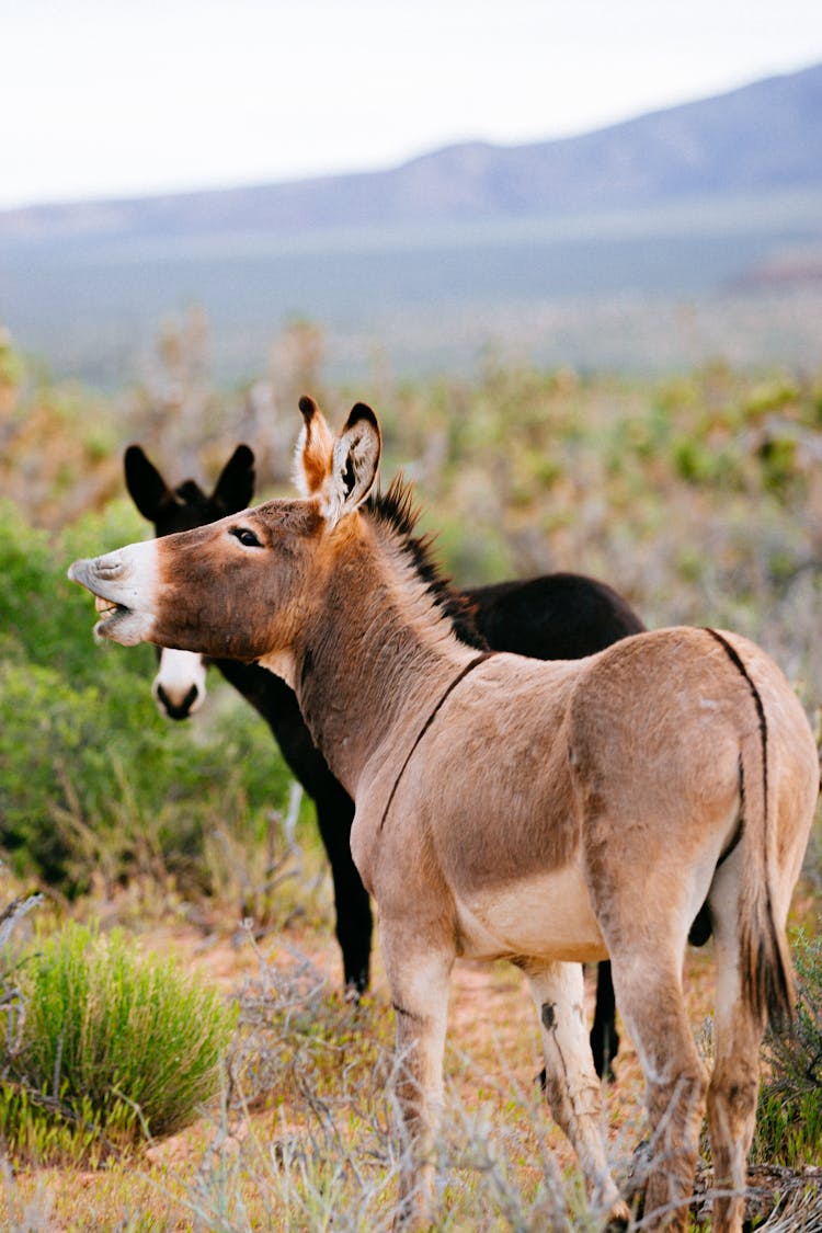 Donkeys On The Field