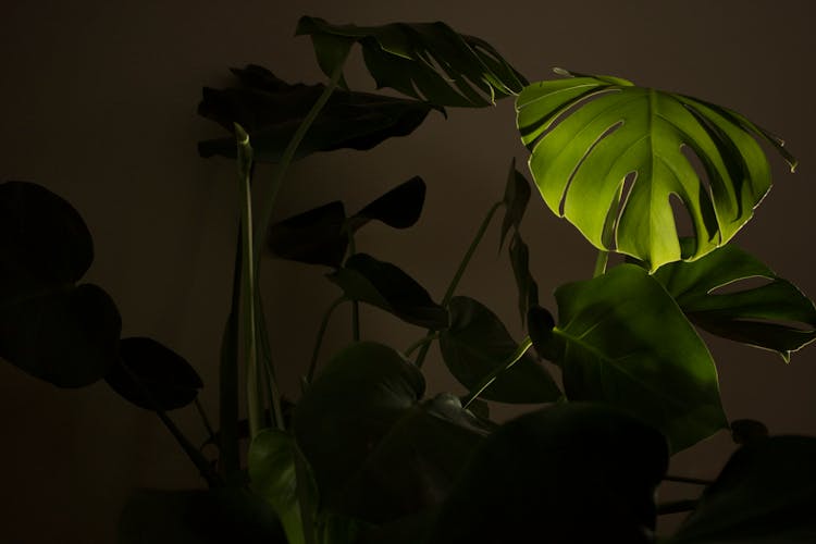 Close Up Of Plant Leaves