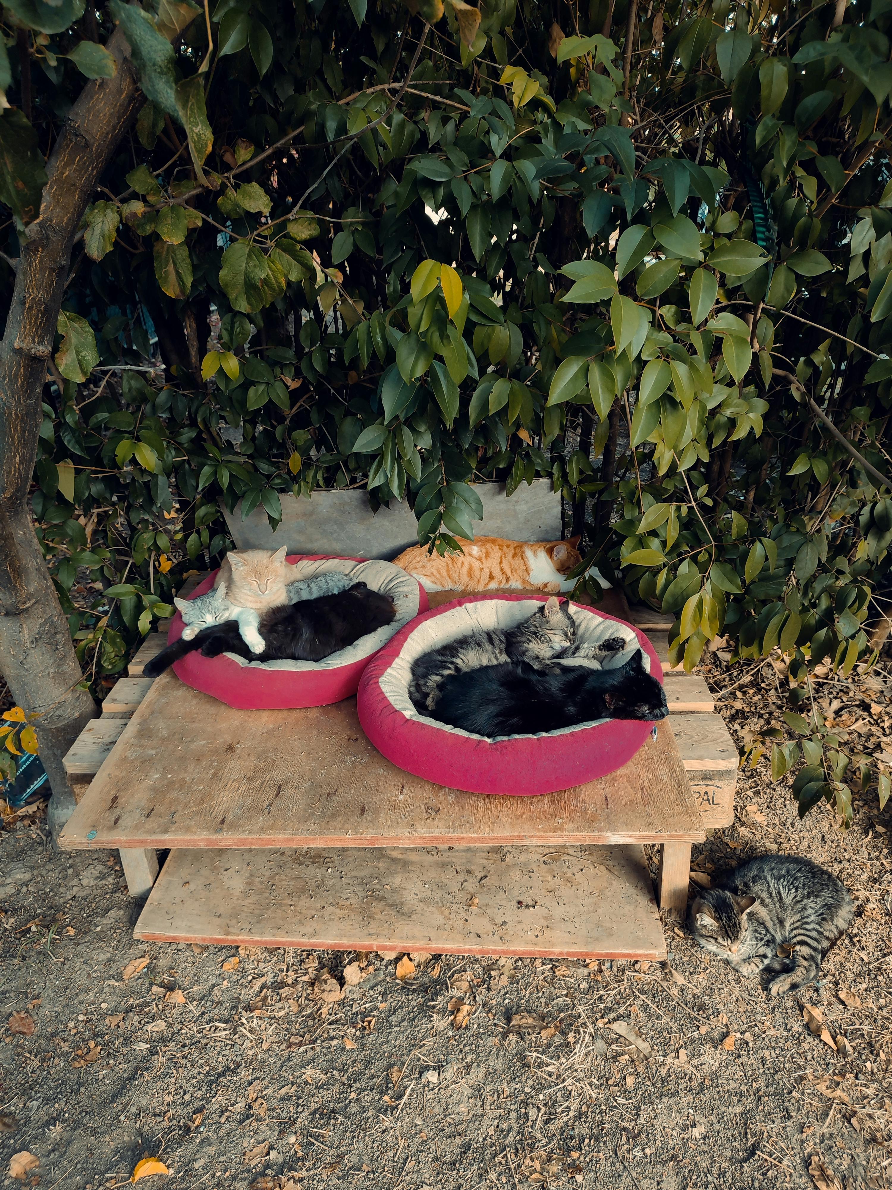 A Group of Cats Sleeping in Cat Beds in a Yard · Free Stock Photo
