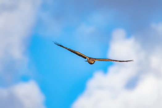 Brown Bird Flying in the Sky