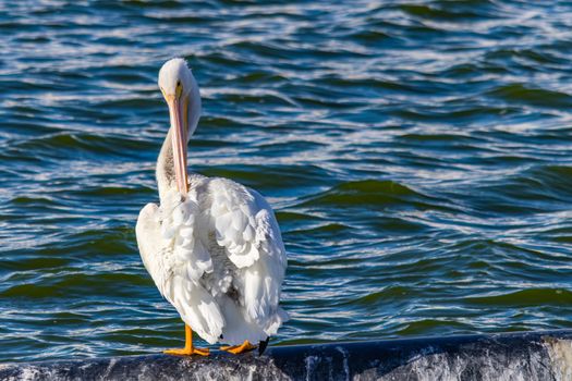 Elegant American white pelican preening by the water's edge. Vibrant bird photography in natural habitat.