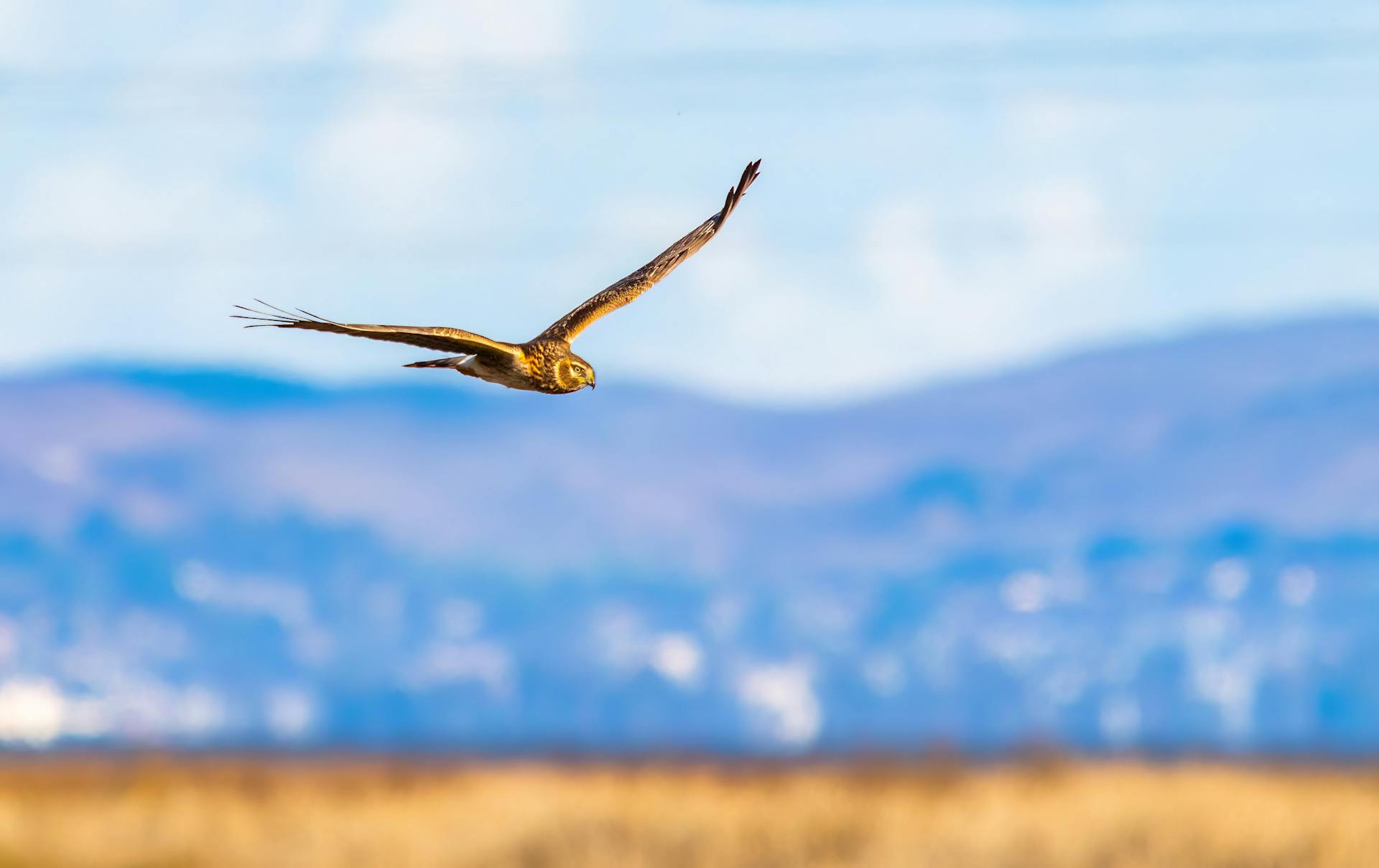 Flying Hen Harrier Bird