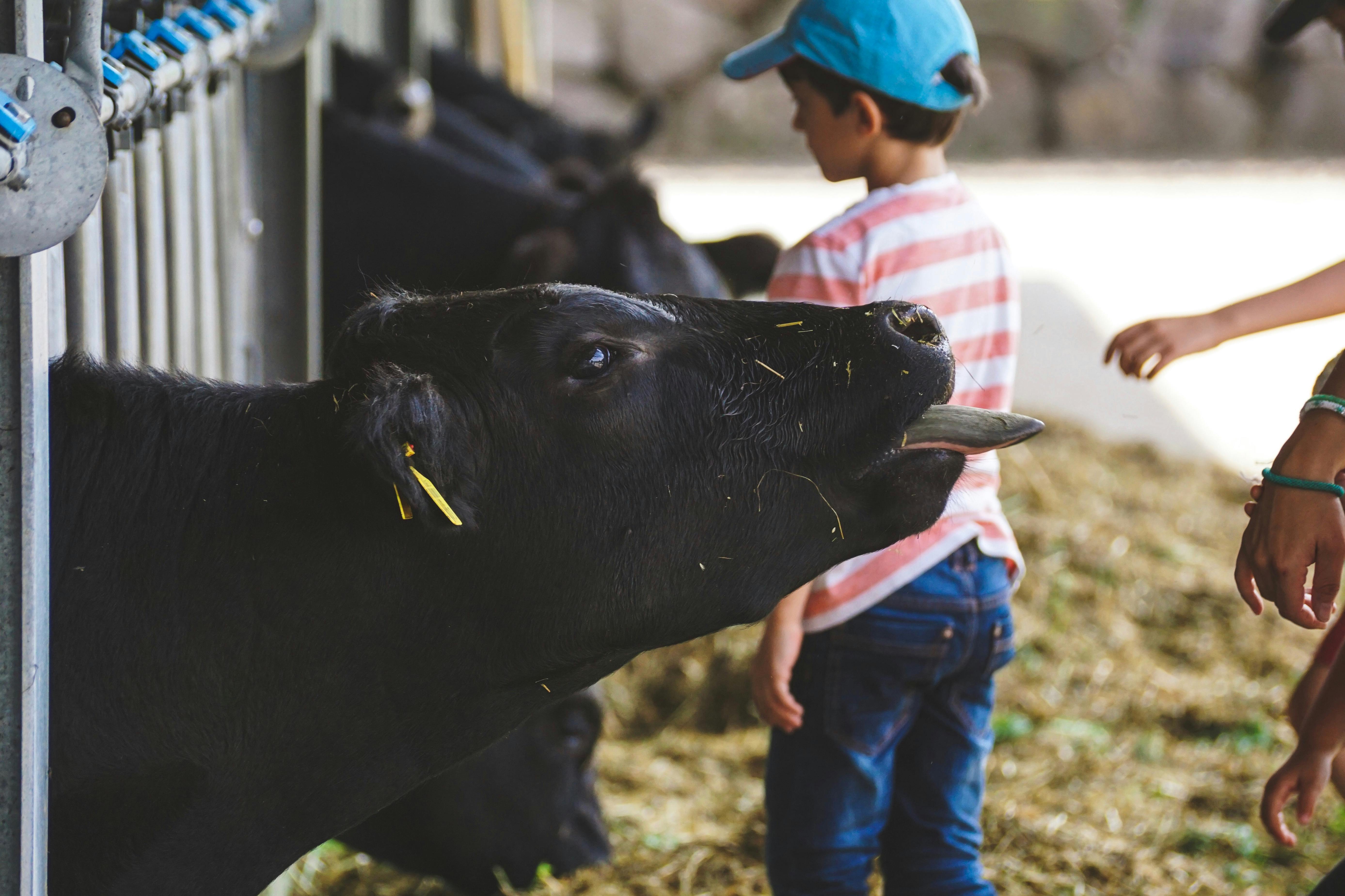 Young boy interacting with cow at a farm, showcasing rural life and livestock care