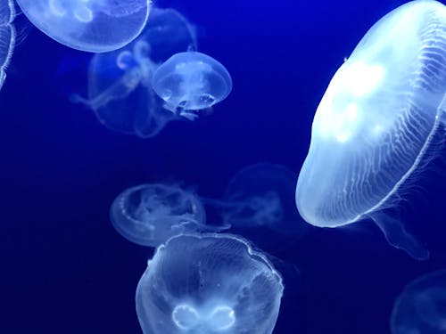 Free Shoal of White Jellyfish Stock Photo