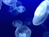 蓝光水族馆中，水母优雅游动的迷人景色展示了它们半透明的光芒