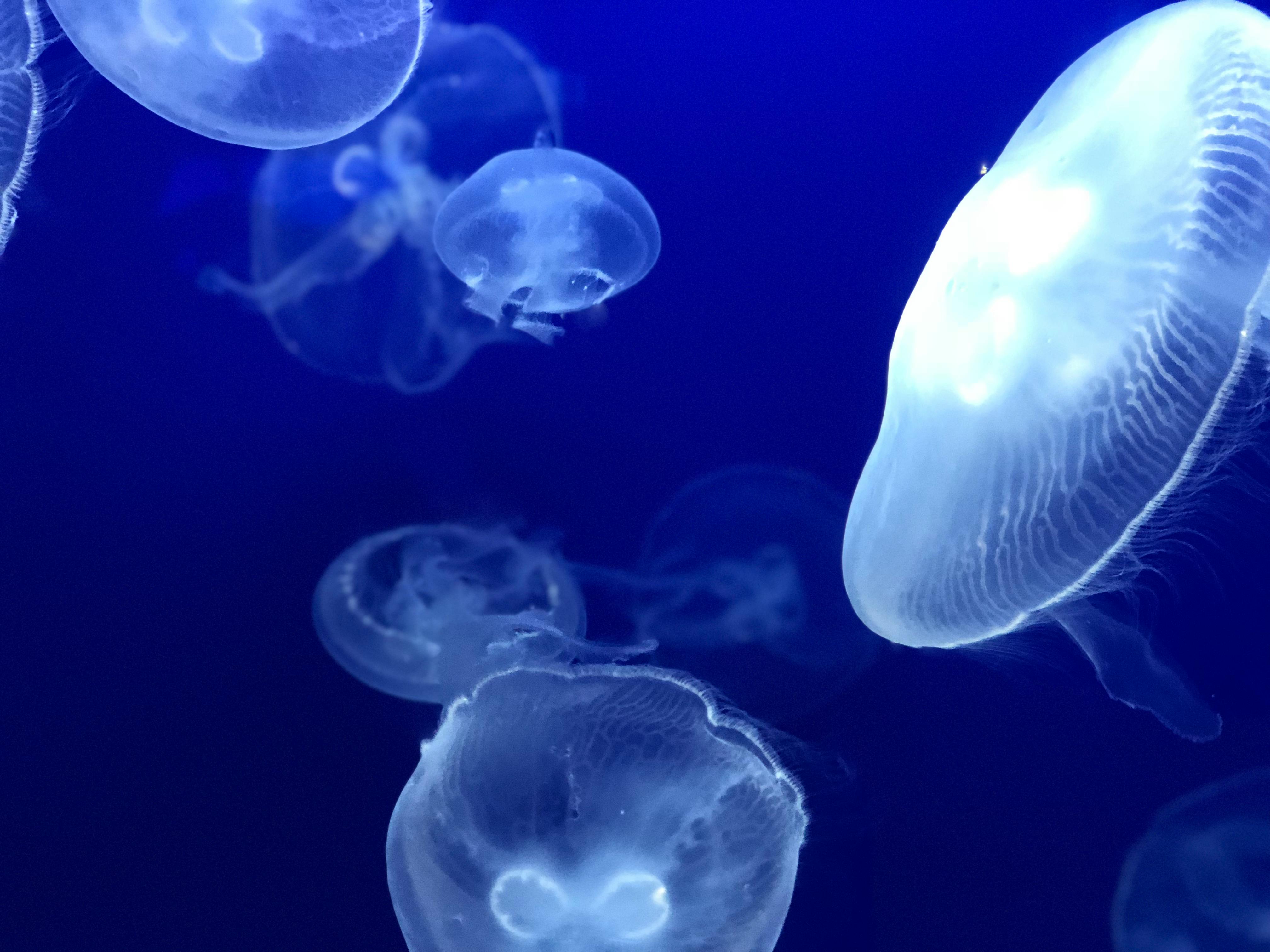 Shoal of White Jellyfish · Free Stock Photo