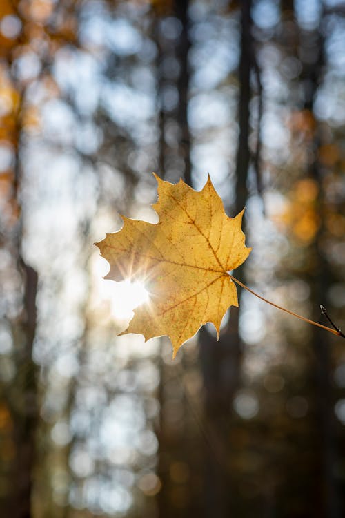 Immagine gratuita di autunno, avvicinamento, di colore giallo-foglia