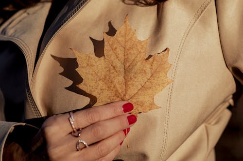 A Close-Up Shot of a Person Holding a Dried Maple Leaf
