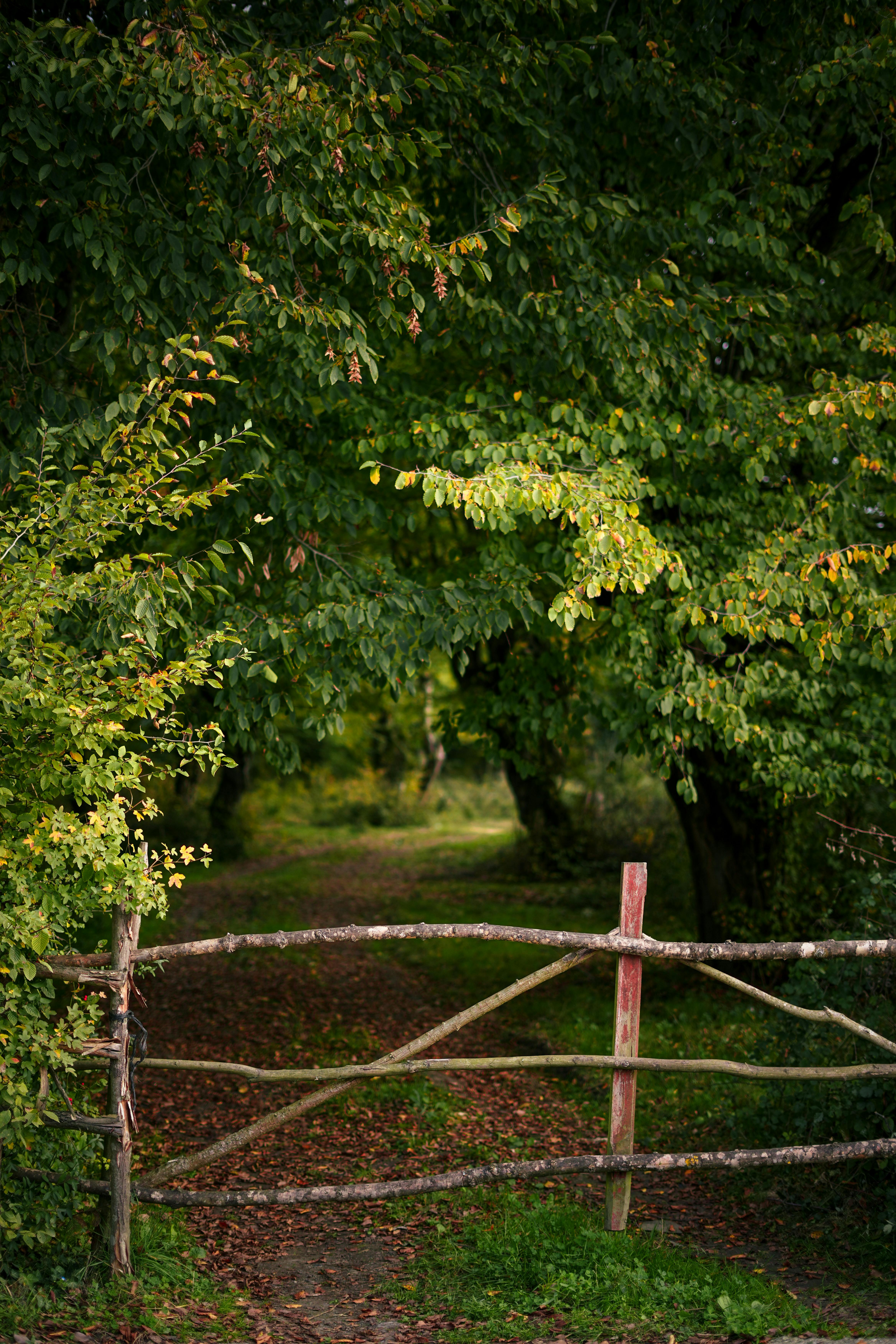A rustic wooden fence leading to a serene forest path enveloped by lush greenery.