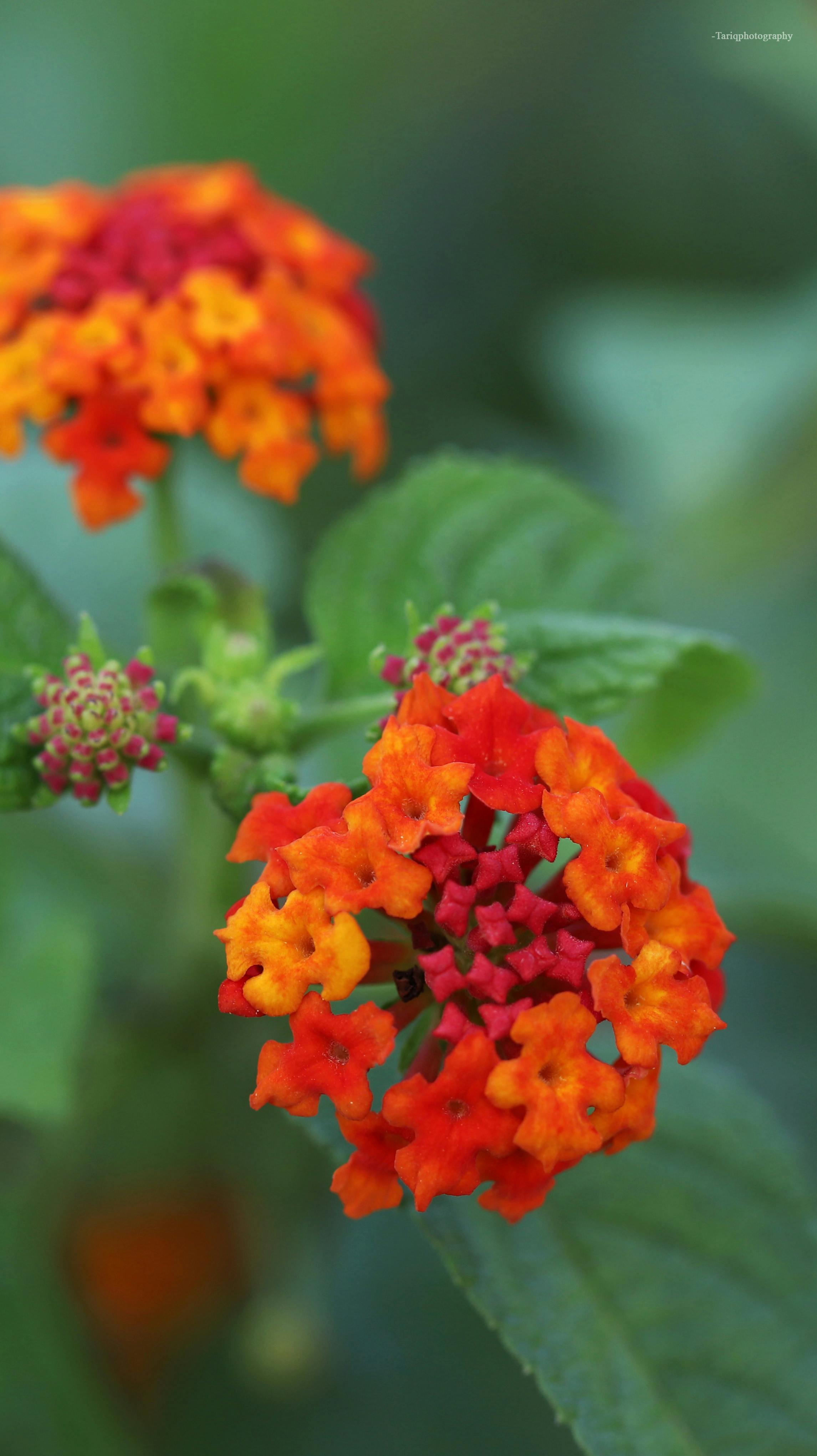 石家庄小贷公司如何用肇新智能文档比对解读复杂排版贷款文件的调整