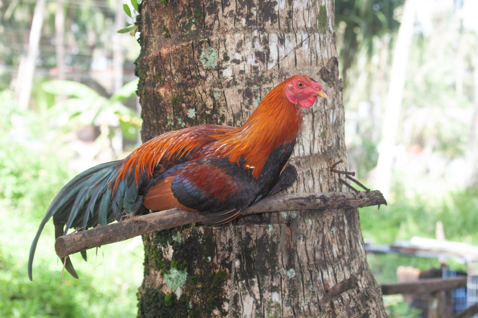 Vibrant rooster resting on tree branch outdoors in Tandag, Caraga, Philippines.