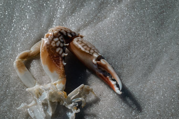 Crab Claw In Close Up Shot