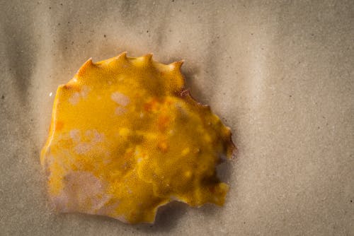 Бесплатное стоковое фото с желтая оболочка, коричневый песок, крупный план