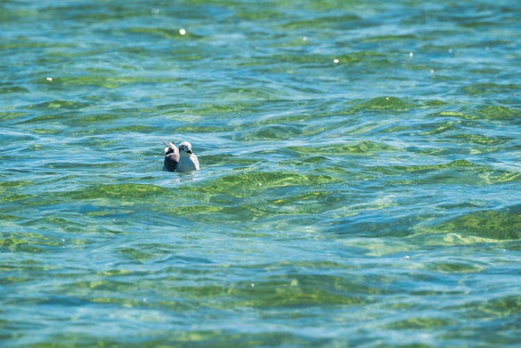 A Bird Floating On Water Surface