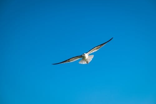 бесплатная Бесплатное стоковое фото с голубое небо, животное, крылья Стоковое фото