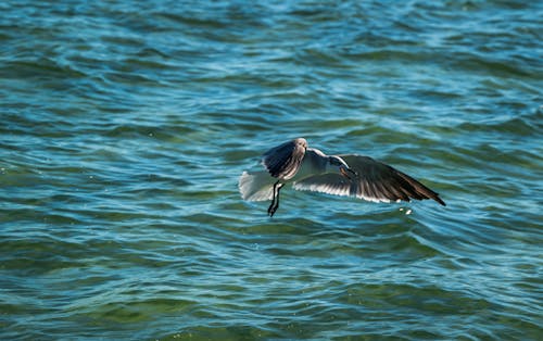 Gratis arkivbilde med dyr, dyrefotografering, fly