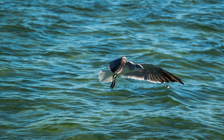 A Seagull Flying Above Water