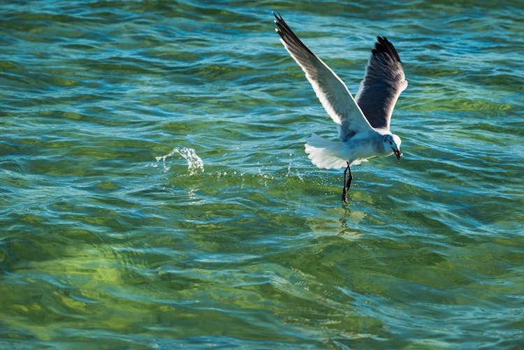 Seagull Flying Over The Water