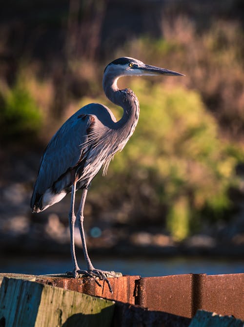 Blue Heron in Close Up Shot