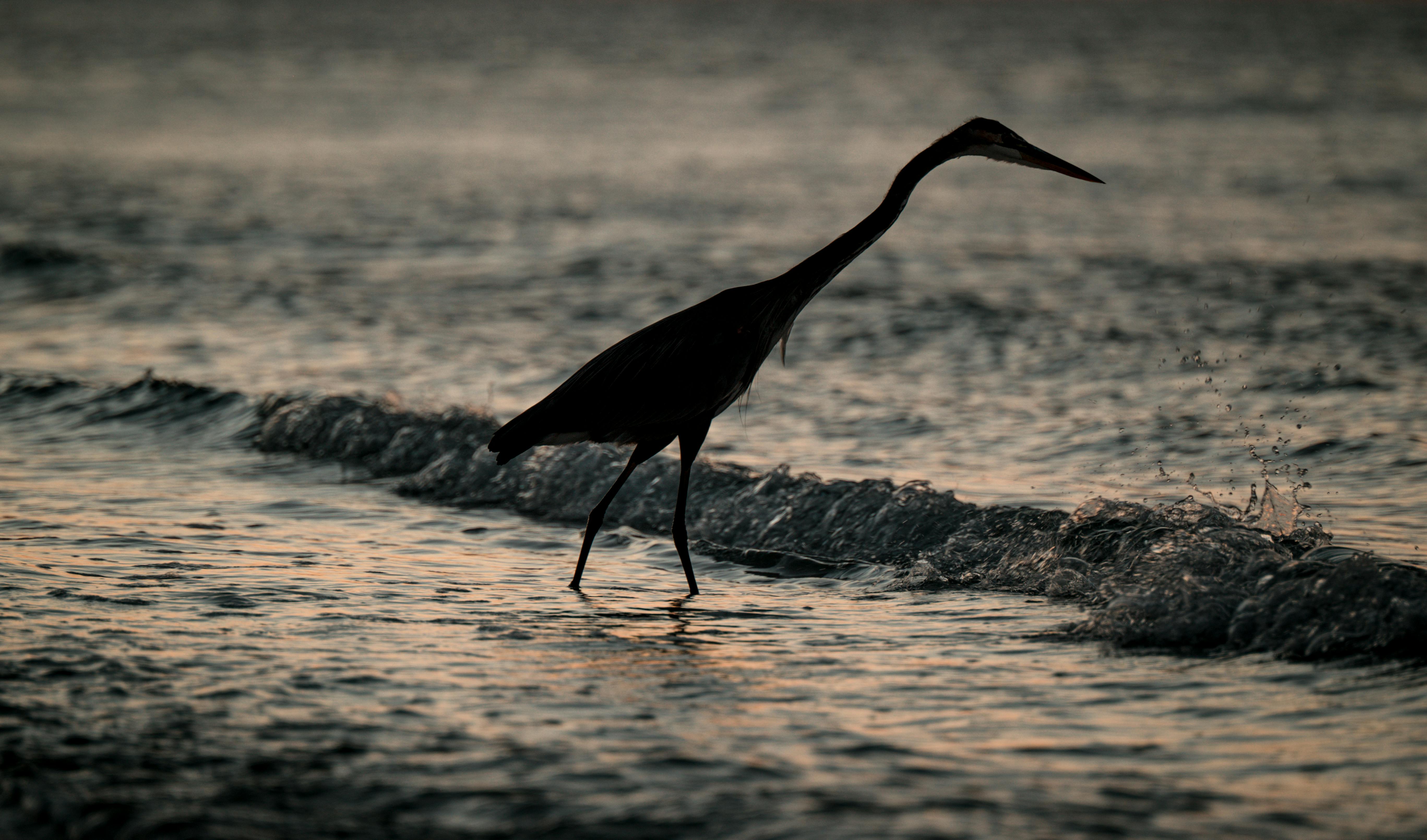 What animal is Yoshi?