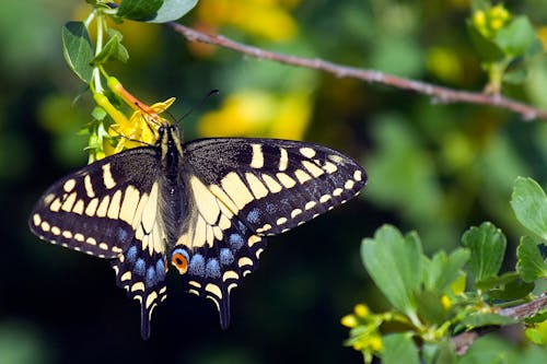 A Swallowtail Butterfly Feeding on Flowers