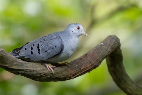 Gratis stockfoto met aviaire, beest, blauwe grondduif