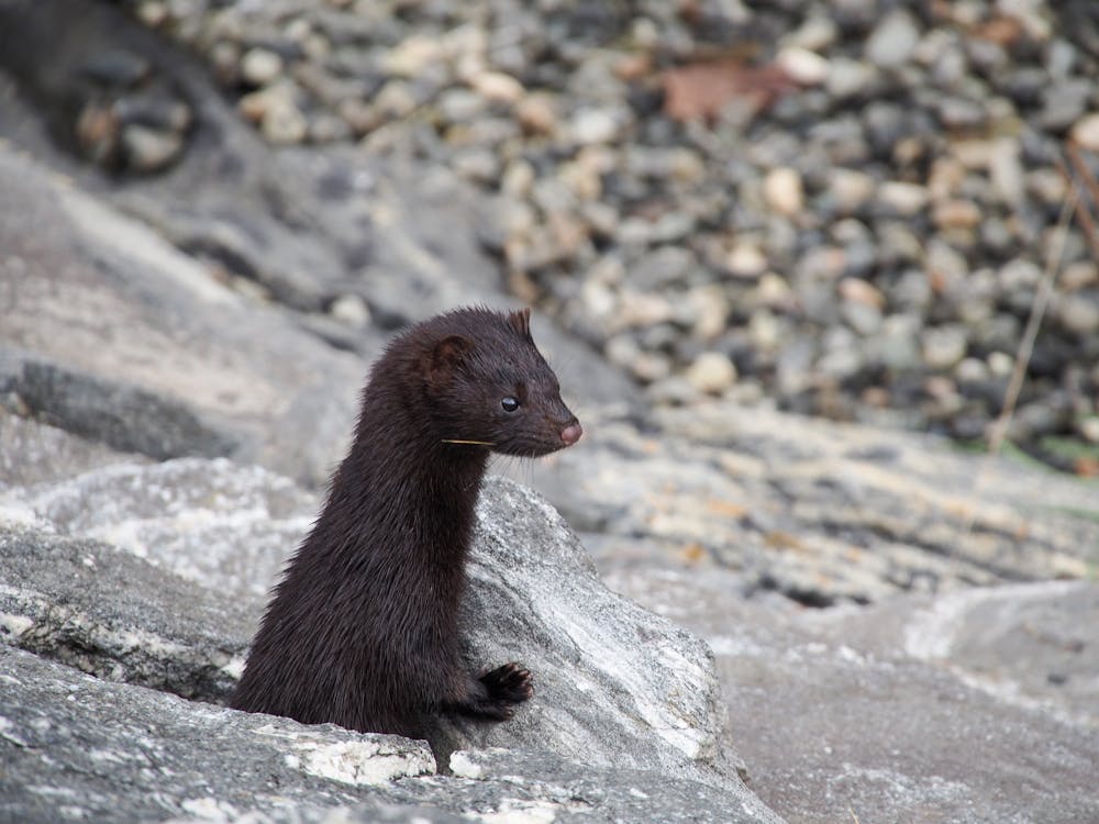 Free stock photo of animal, oceanshore, shore