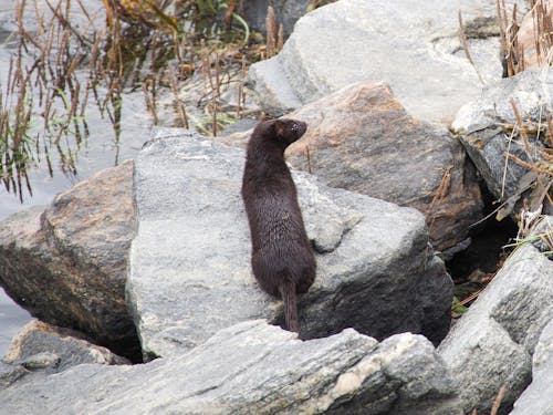 Photos gratuites de animal, bord de mer, rive