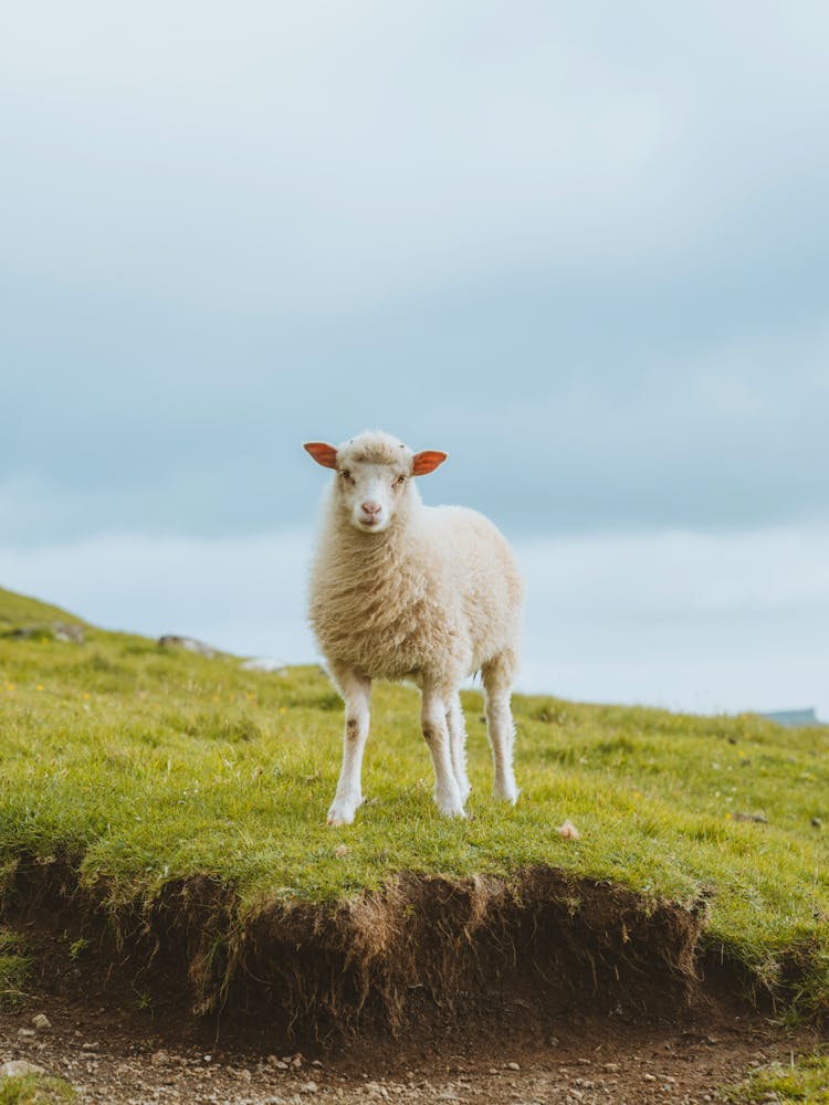 Sheep Standing On Green Meadow