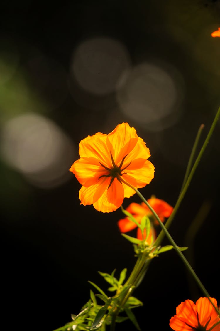 Close-up Of An Orange Cosmos Flower