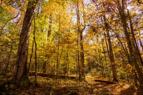 Free Captivating view of a sunlit autumn forest with vibrant golden and orange maple leaves. Stock Photo