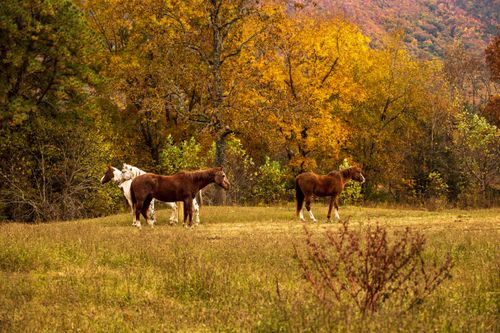 Free Three horses grazing in a scenic autumn countryside, surrounded by colorful foliage. Stock Photo
