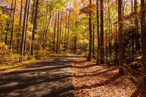가을, 길, 나무의 무료 스톡 사진