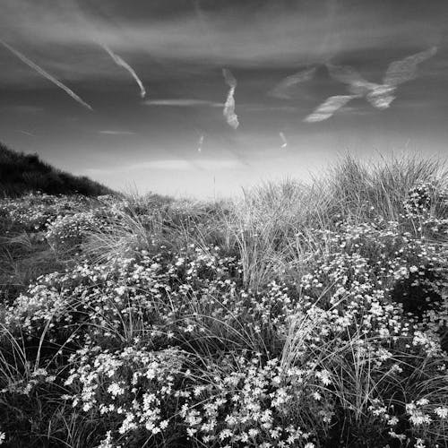 Základová fotografie zdarma na téma černobílý, flóra, hřiště