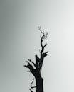 Leafless Tree in Black and White
