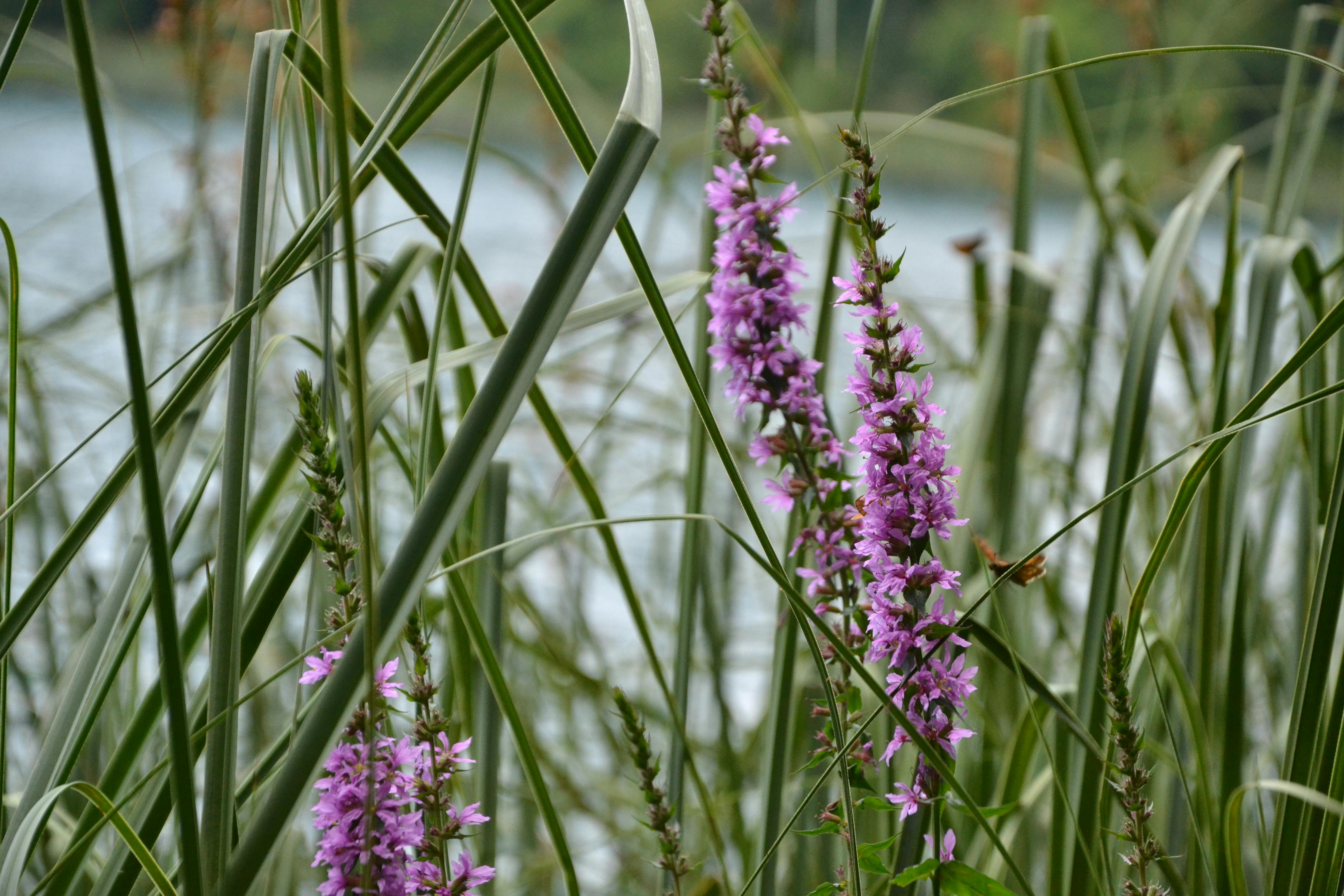 Healthy meal with vegetables and whole grains alongside a glass of water