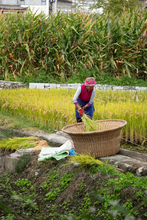 Gratis Fotos de stock gratuitas de agricultura, anciano, arroz Foto de stock