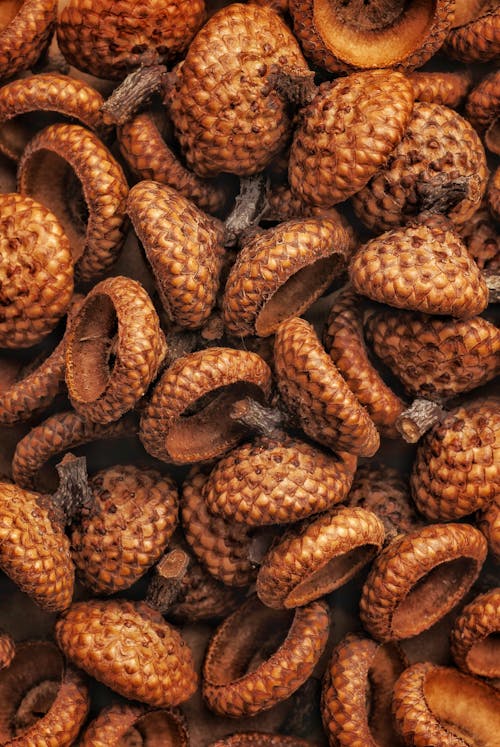 Ilmainen kuvapankkikuva tunnisteilla kuivattu hedelmä, kuivattuja tammenterhoja, kuivatut pähkinät