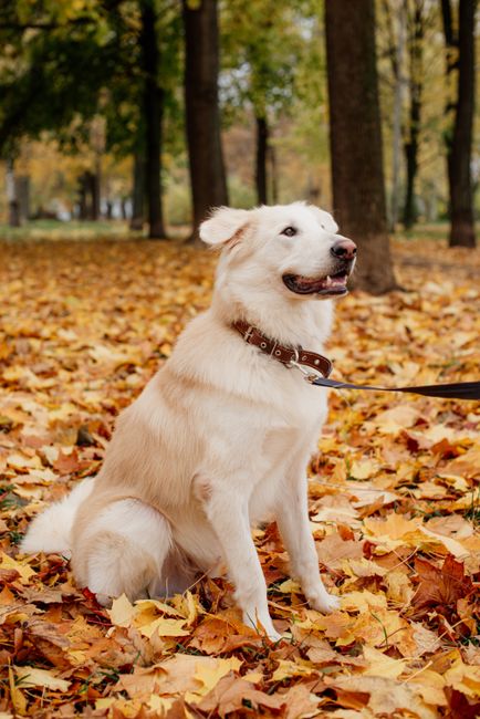 A golden retriever sitting amidst vibrant autumn leaves in a serene park setting.