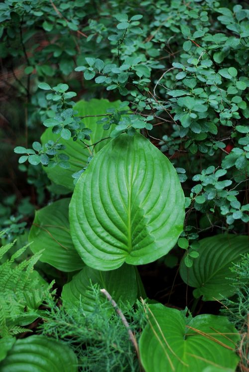 Free Vibrant green leaves of hostas and ferns create a serene outdoor scene. Stock Photo