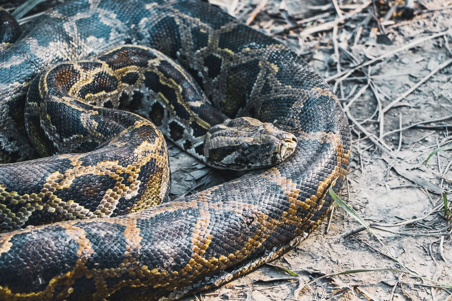 Python Snake Photos, Download The BEST Free Python Snake Stock Photos ...